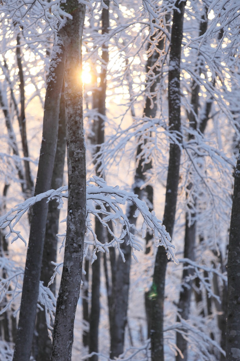 美人林（冬）日の出