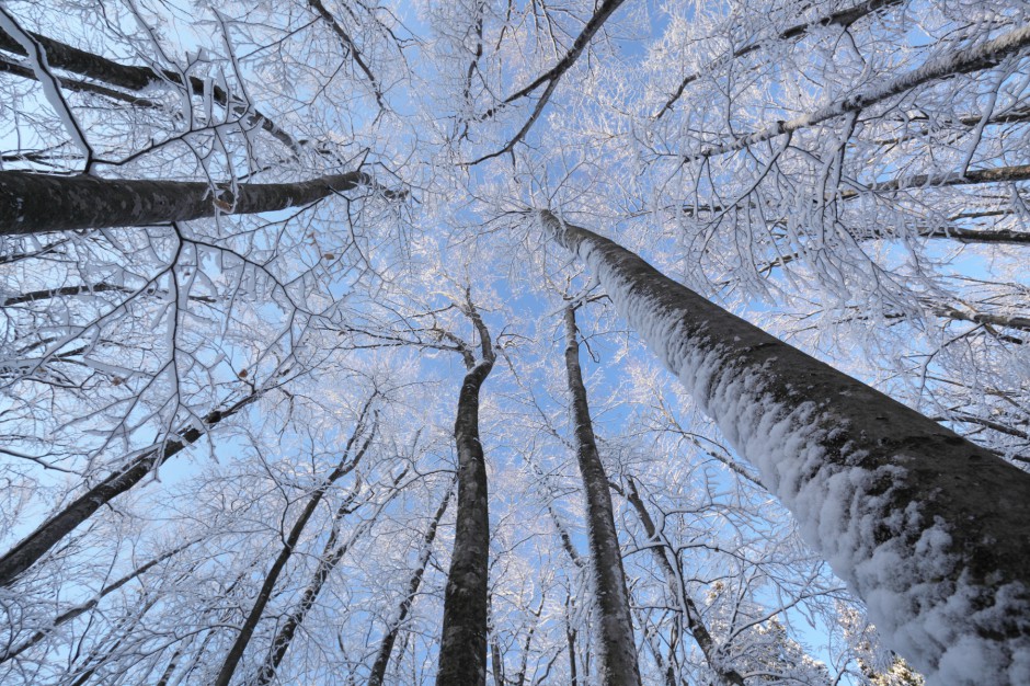 美人林（冬）青空に映える雪の花