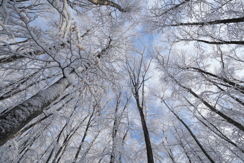 美人林（冬）青空に映える雪の花