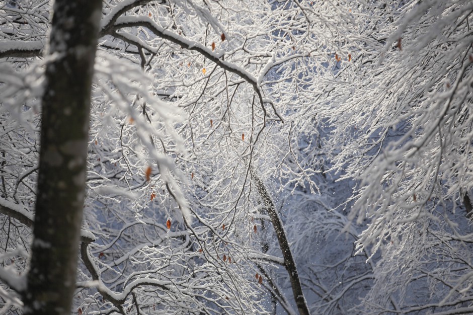 美人林（冬）雪の花散る