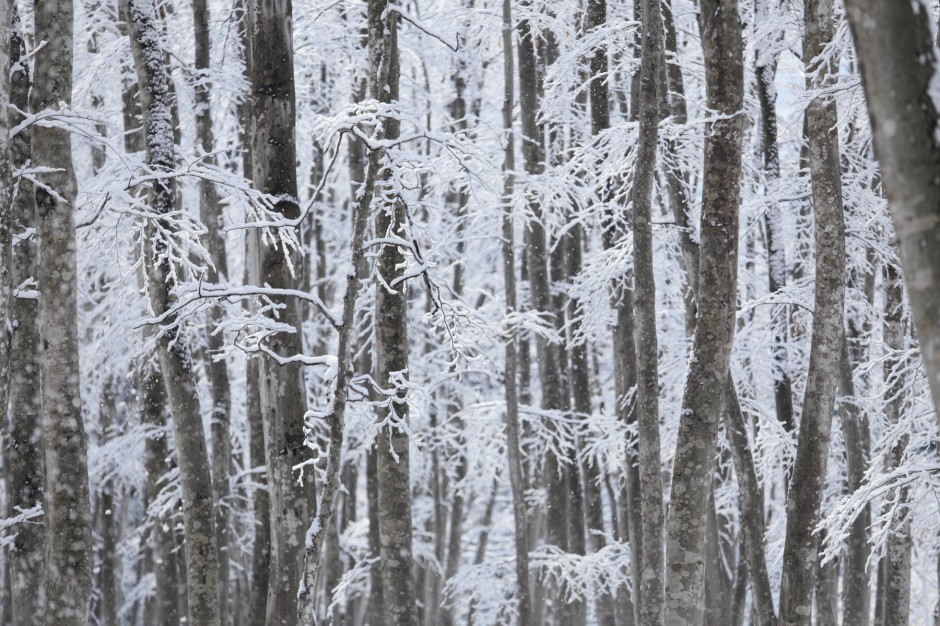 美人林（冬）雪の花散る