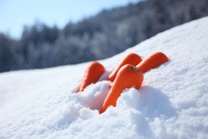 雪下にんじん