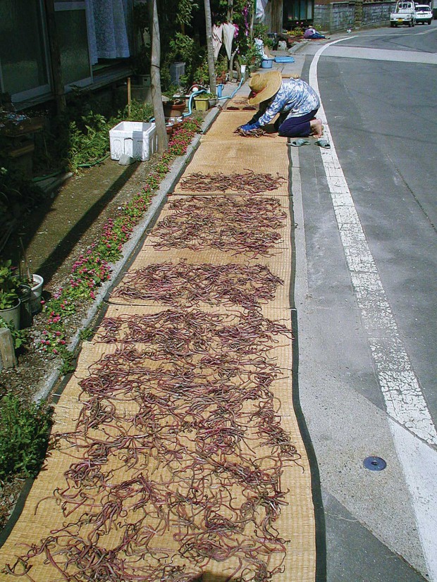 ゼンマイ干し作業