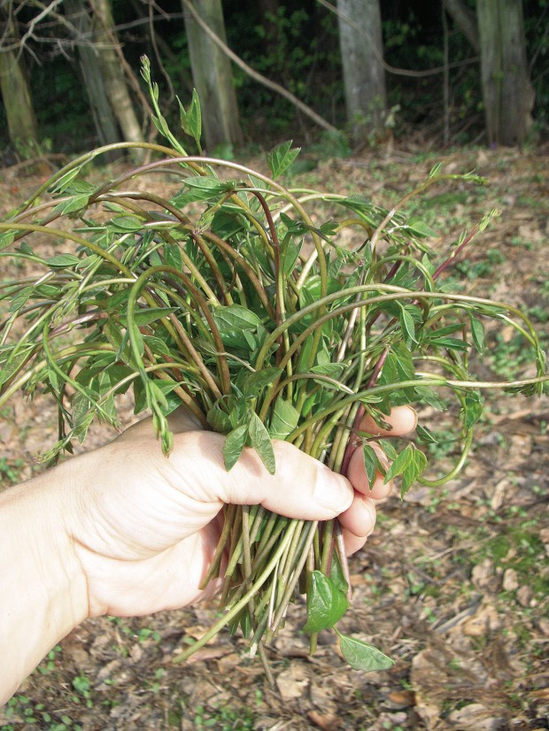 木の芽（ミツバアケビ）収穫