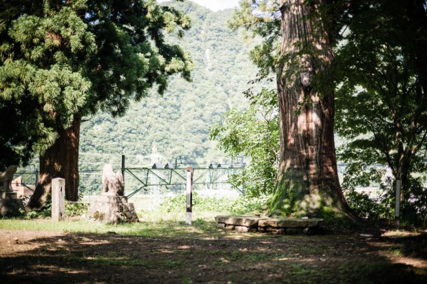 平らな岩と、その脇に立つ樹齢約400年の大杉