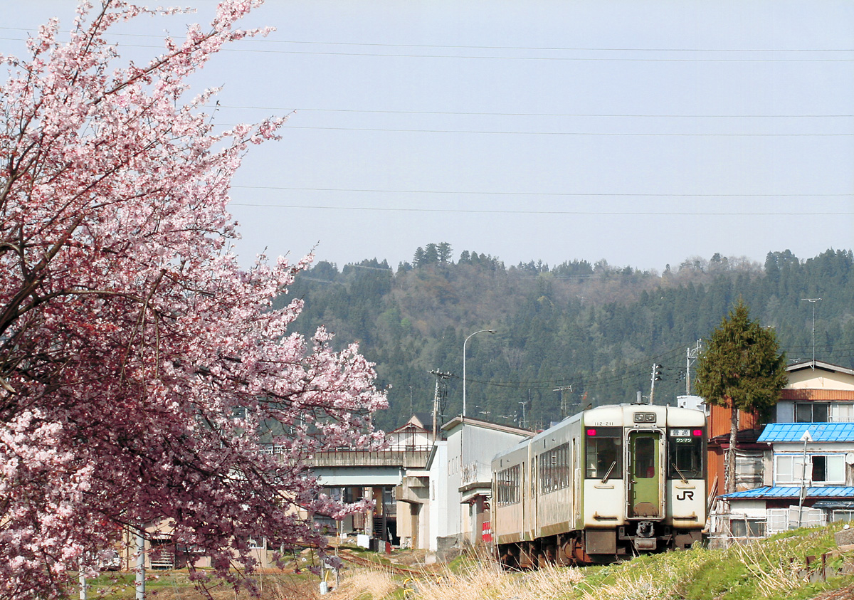飯山線と桜