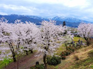 小出公園さくら・つつじ祭り